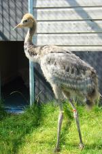 Yellow Red Black - 2nd July 2014 Yellow Red Black - 2nd July 2014